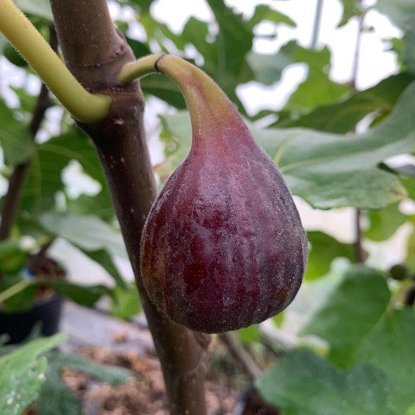 Unk Sicilian Dark Fig Cutting - Dingdong's Garden