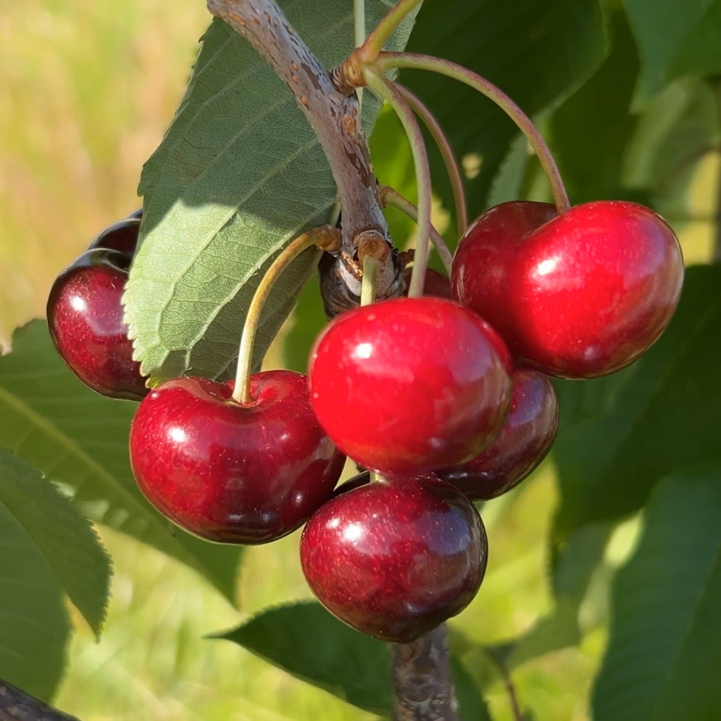 Utah Giant Cherry Scionwood