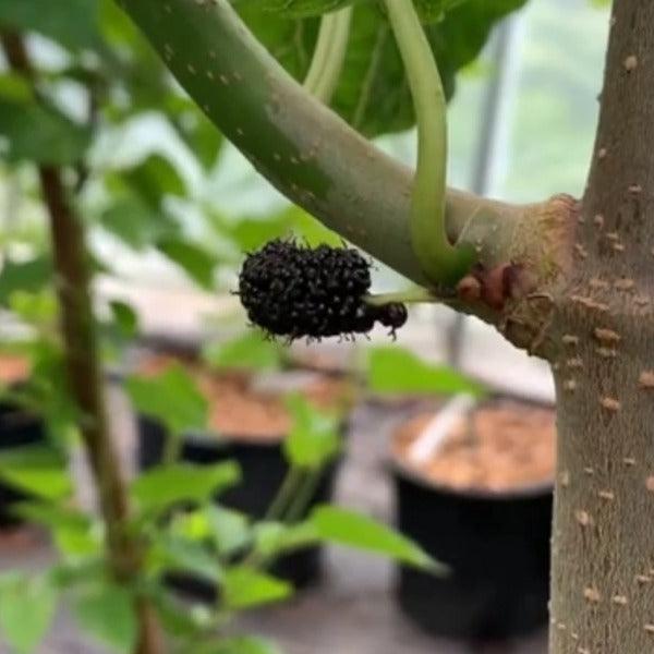Valdosta Mulberry Cutting