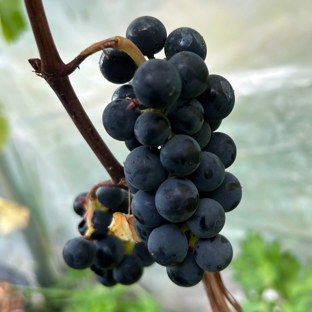 Valiant Table Grape Cutting - Dingdong's Garden