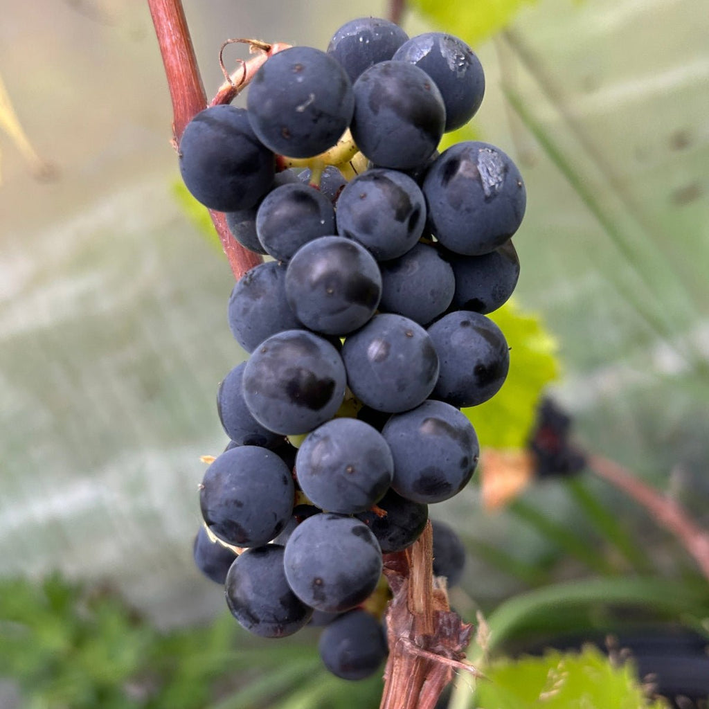 Valiant Table Grape Cutting