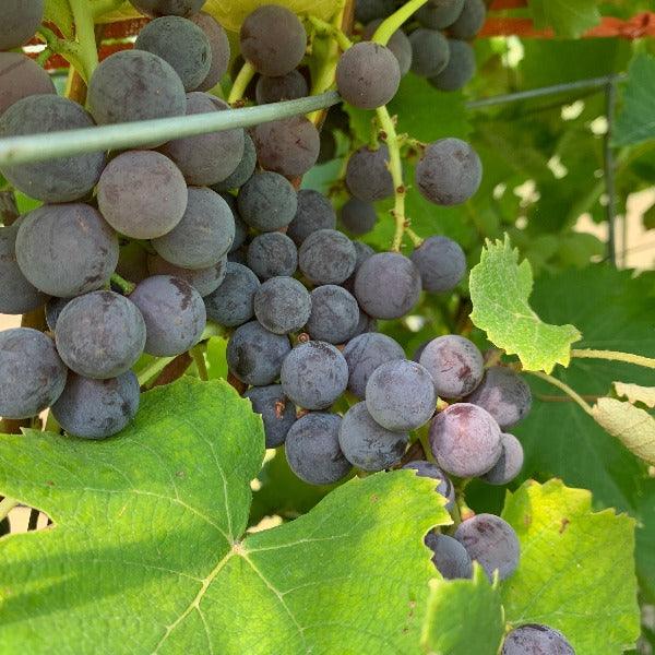 Van Buren Table Grape Cutting