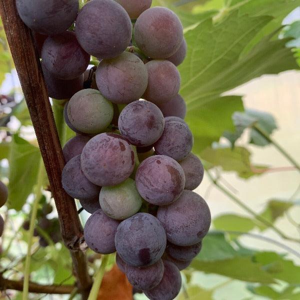 Van Buren Table Grape Cutting - Dingdong's Garden