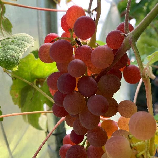 Vanessa Table Grape Cutting - Dingdong's Garden