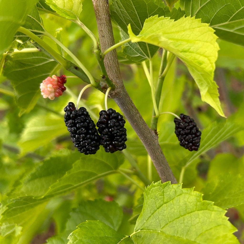 Varaha Mulberry Cutting