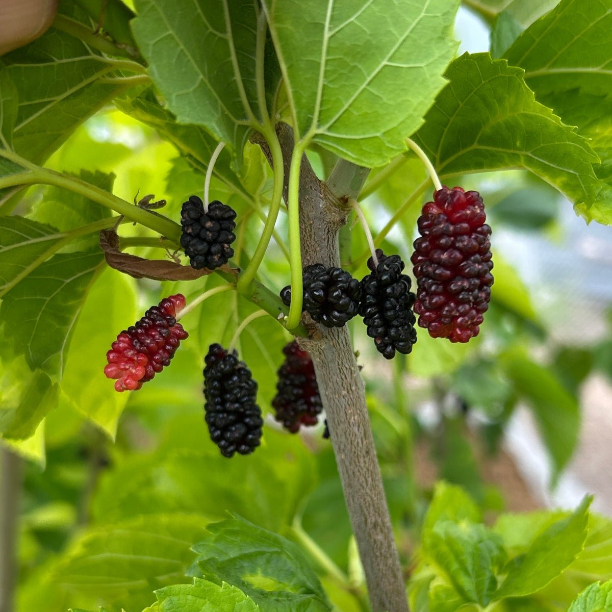 Varaha Mulberry Cutting - Dingdong's Garden