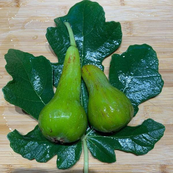 Verdino Del Nord Fig Cutting - Dingdong's Garden