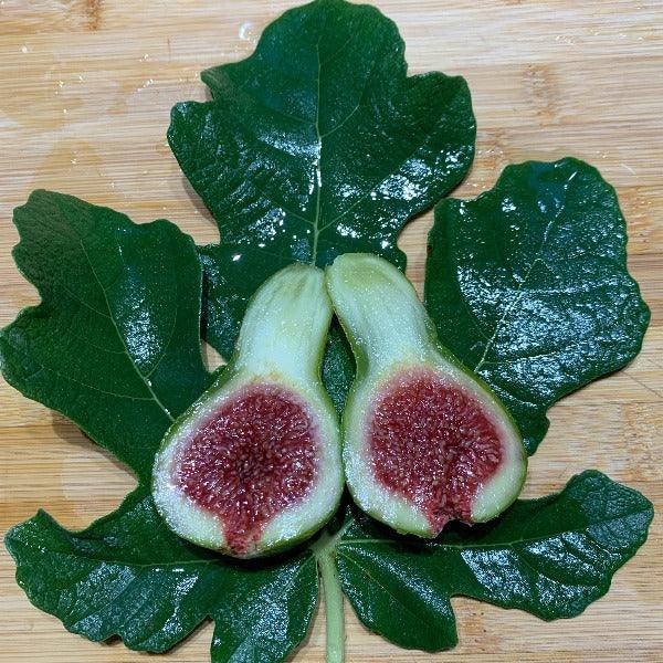 Verdino Del Nord Fig Cutting