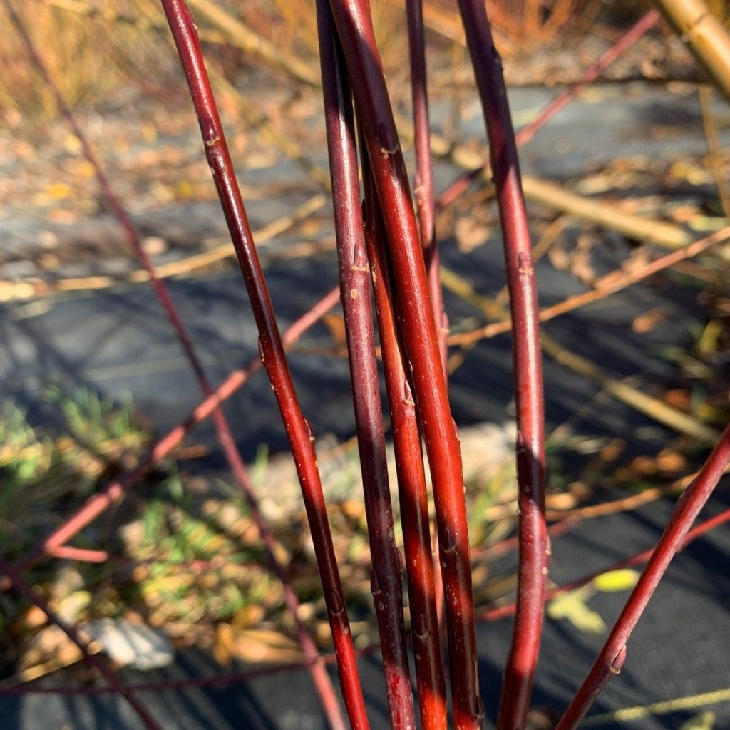 Vermont Red Willow Cutting