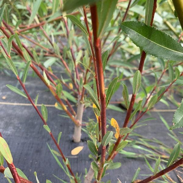 Vermont Red Willow Cutting - Dingdong's Garden