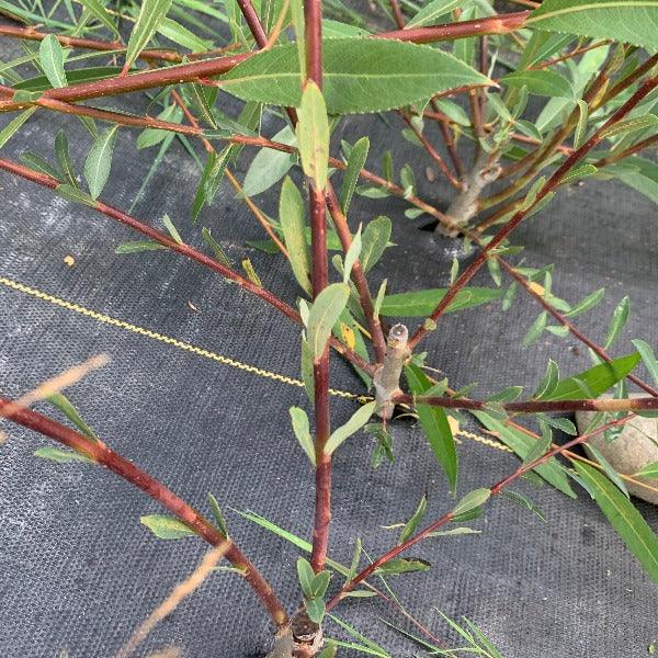 Vermont Red Willow Cutting - Dingdong's Garden