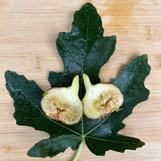 Vern's Brown Turkey Fig Cutting - Dingdong's Garden