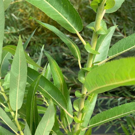 Vigorella Willow Cutting - Dingdong's Garden