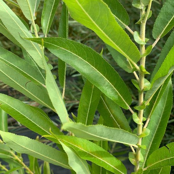 Vigorella Willow Cutting - Dingdong's Garden