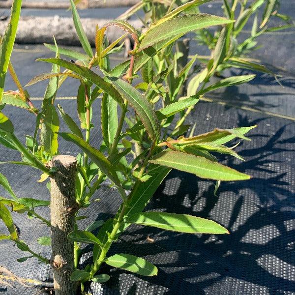 Vigorella Willow Cutting - Dingdong's Garden