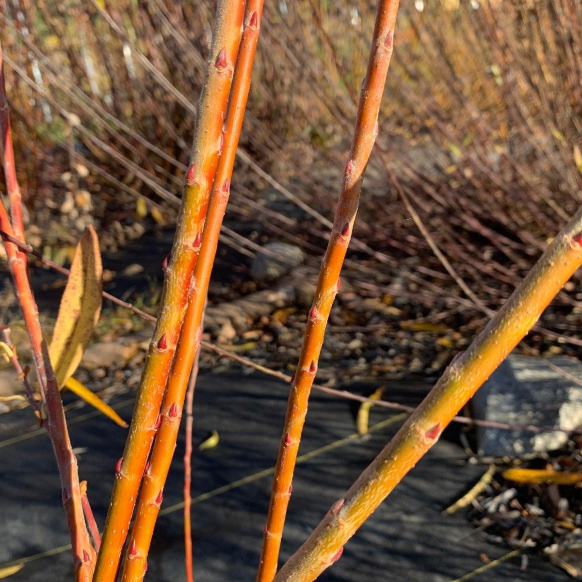 Vigorella Willow Cutting - Dingdong's Garden