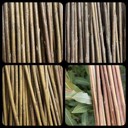 Vigorous Purpurea Basketry Willow Collection - Eugene, Oka, Jagiellonka, Holland - 8pc - Dingdong's Garden