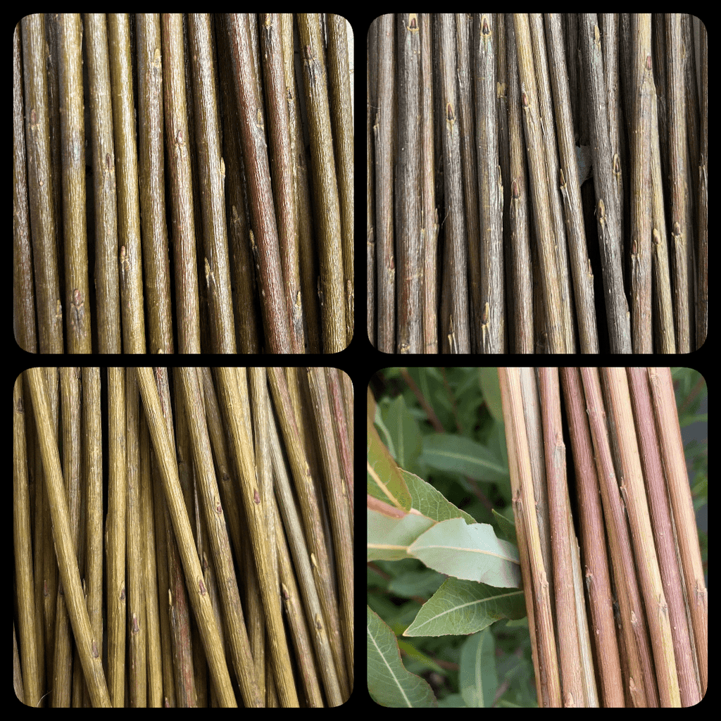 Vigorous Purpurea Basketry Willow Collection - Eugene, Oka, Jagiellonka, Holland - 8pc