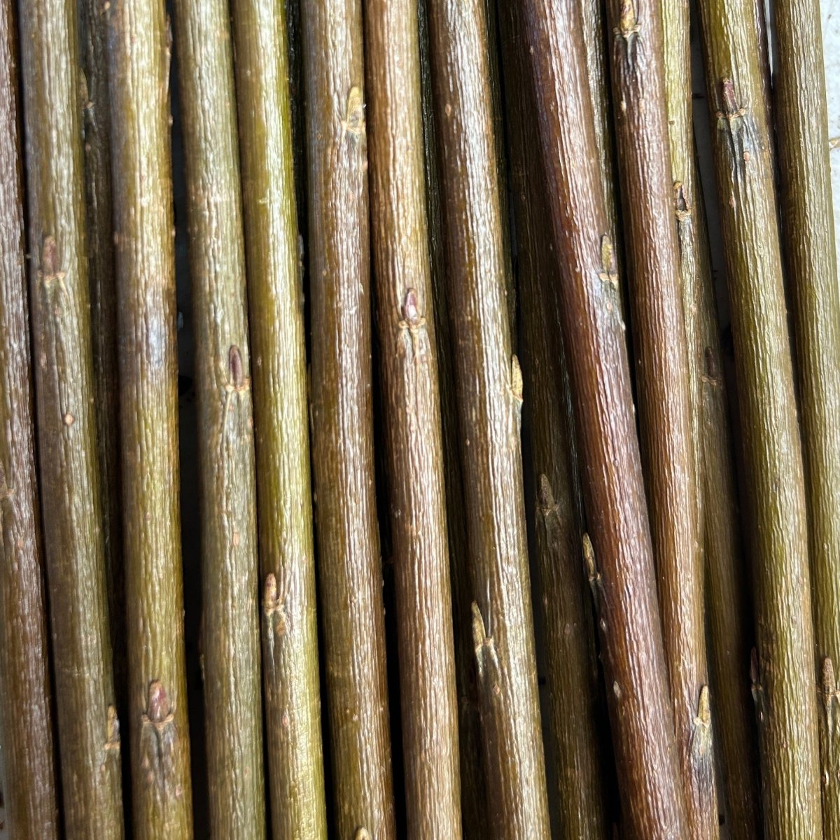 Vigorous Purpurea Basketry Willow Collection - Eugene, Oka, Jagiellonka, Holland - 8pc - Dingdong's Garden