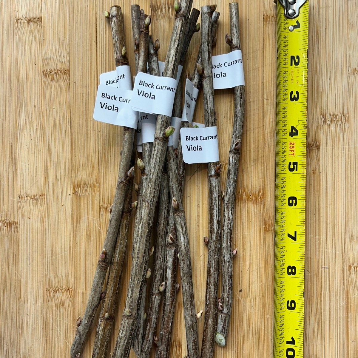Viola Black Currant Cutting - Dingdong's Garden