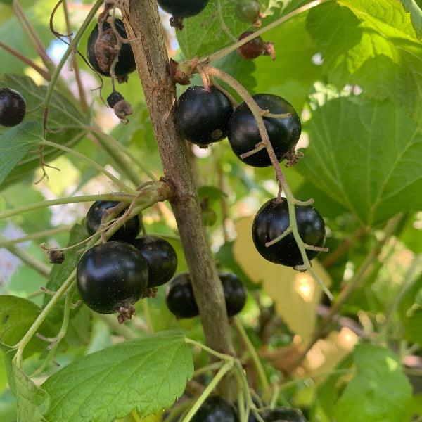 Viola Black Currant Cutting - Dingdong's Garden