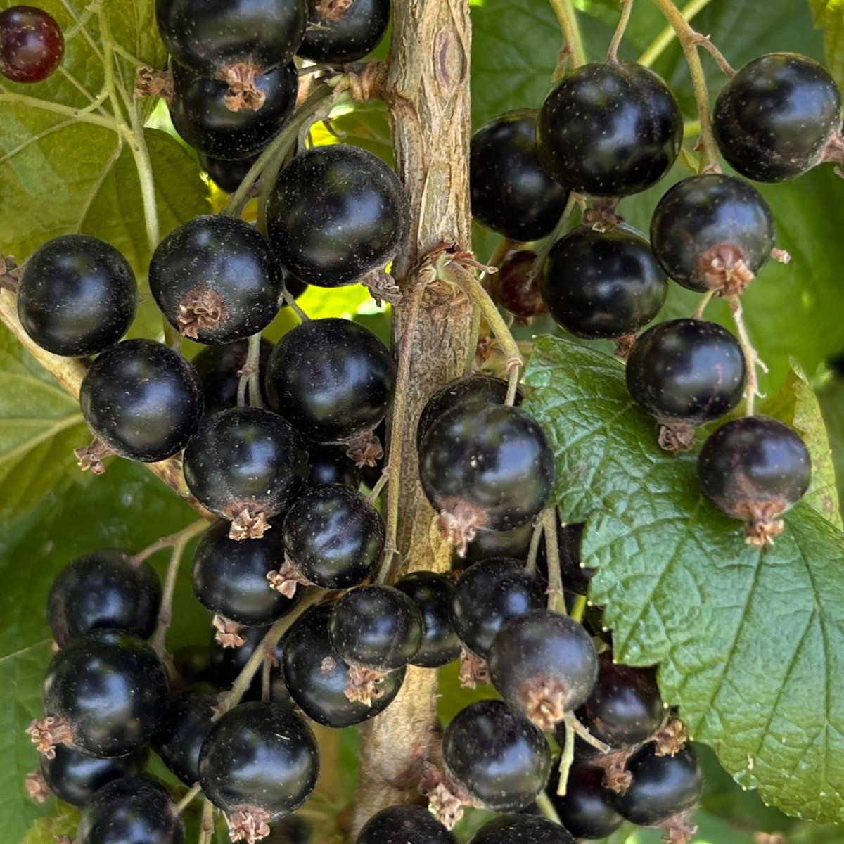 Viola Black Currant Cutting - Dingdong's Garden