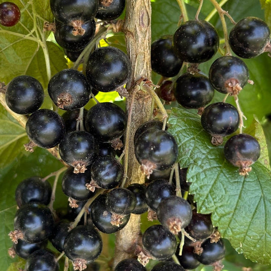 Viola Black Currant Cutting - Dingdong's Garden