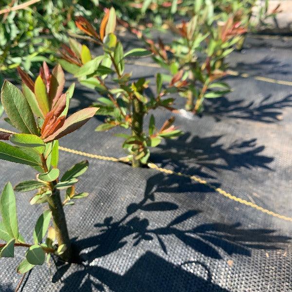 Violet Beauty Willow Cutting - Dingdong's Garden