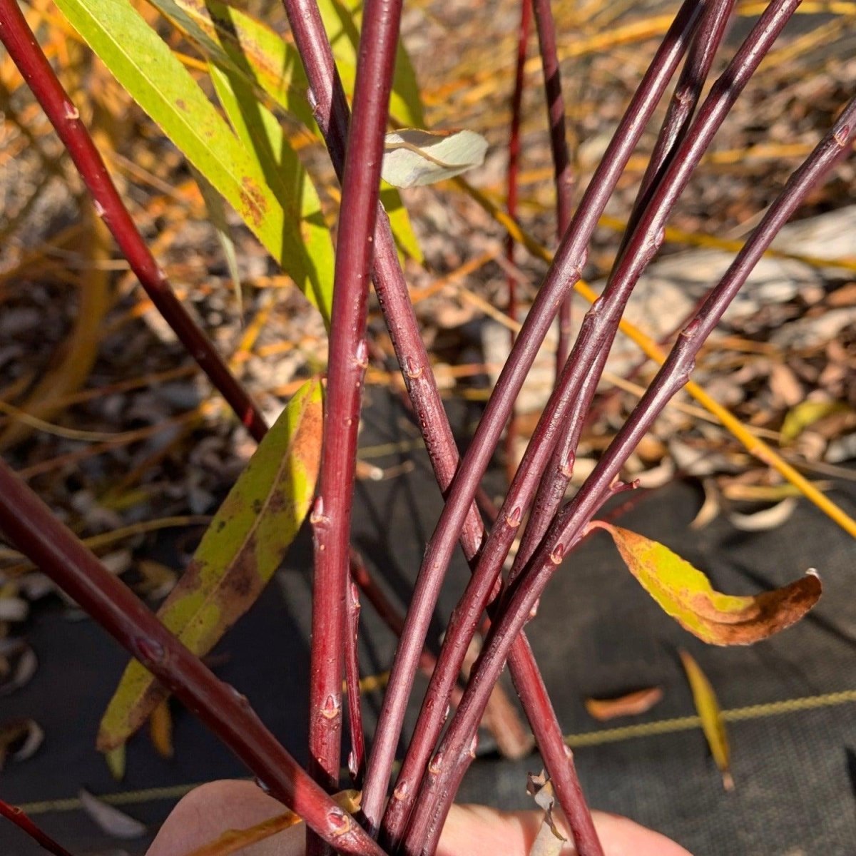 Violet Beauty Willow Cutting - Dingdong's Garden