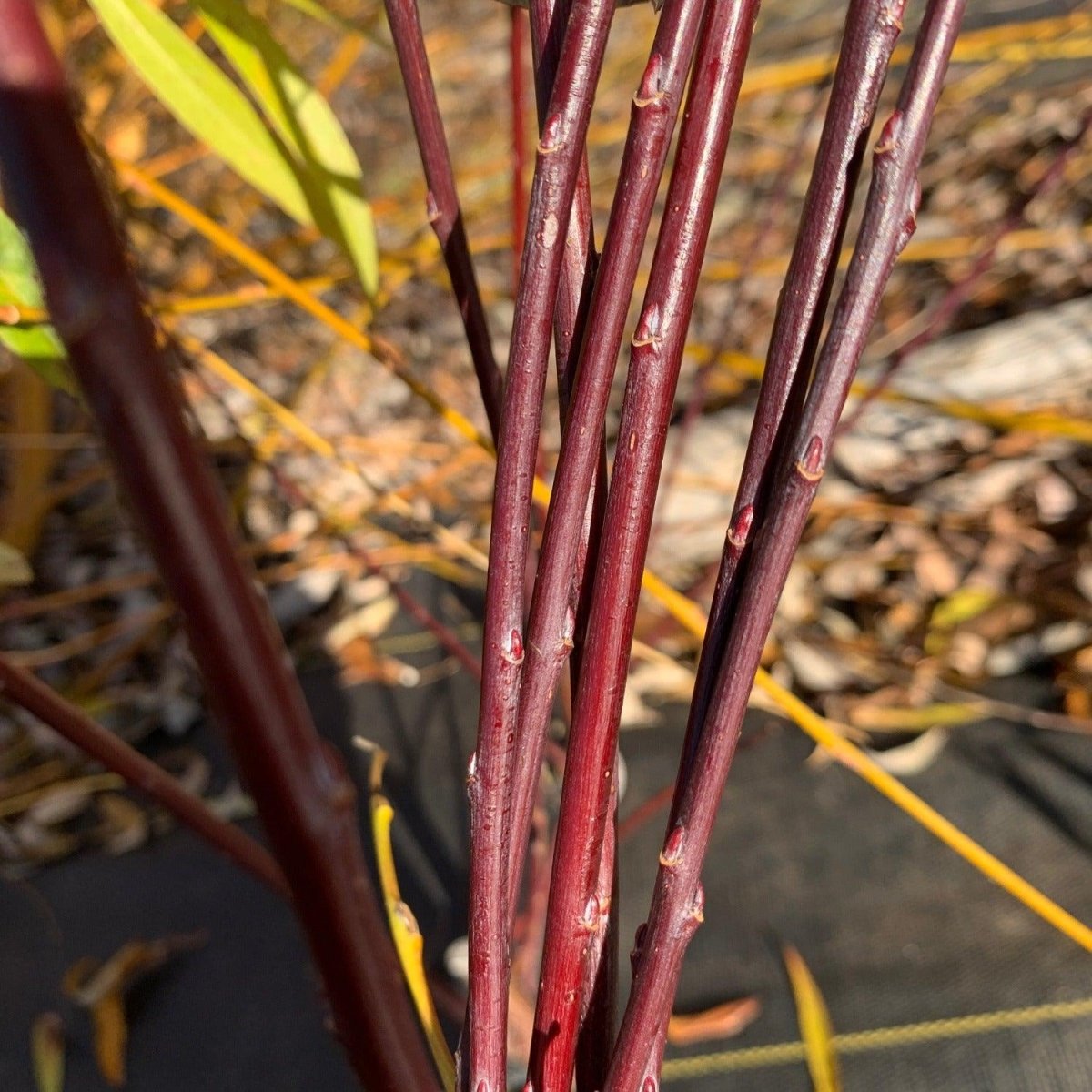 Violet Beauty Willow Cutting - Dingdong's Garden