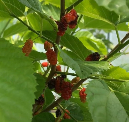 Wacissa Mulberry Cutting - Dingdong's Garden