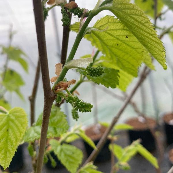 Wacissa Mulberry Cutting - Dingdong's Garden