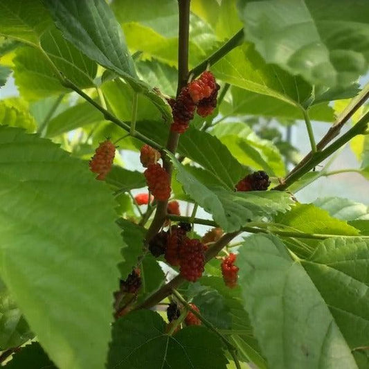 Wacissa Mulberry Cutting - Dingdong's Garden