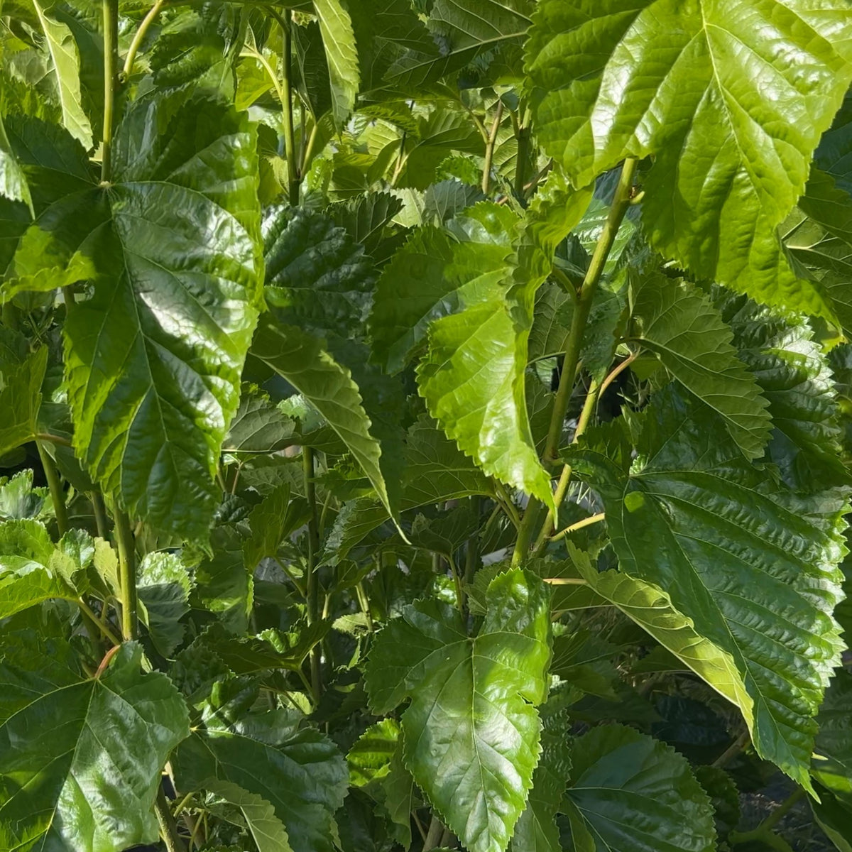 Walker's Greenstock Mulberry Cutting