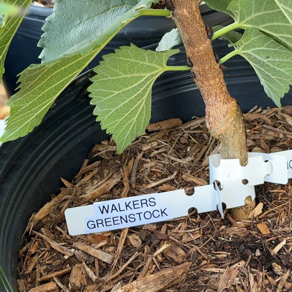 Walker's Greenstock Mulberry Cutting
