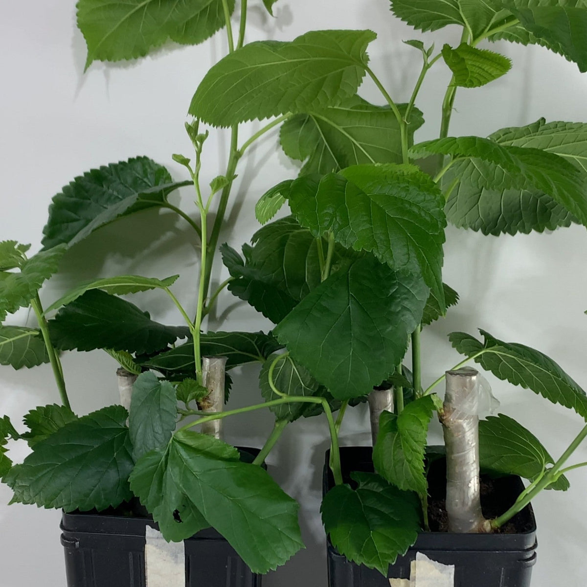 Walker's Greenstock Mulberry Cutting