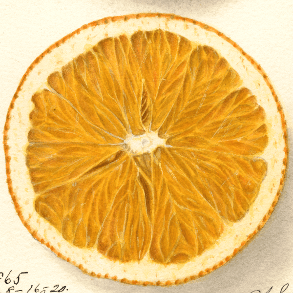 Washington Navel Orange 4x6 Decorative Card - Dingdong's Garden