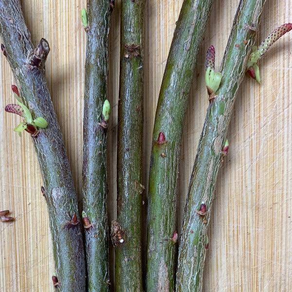 Waterfall Willow Cutting - Dingdong's Garden