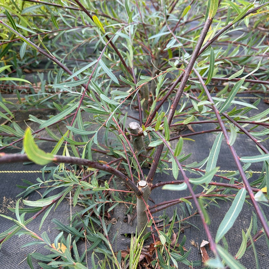 Weeping Purple Willow Cutting - Dingdong's Garden