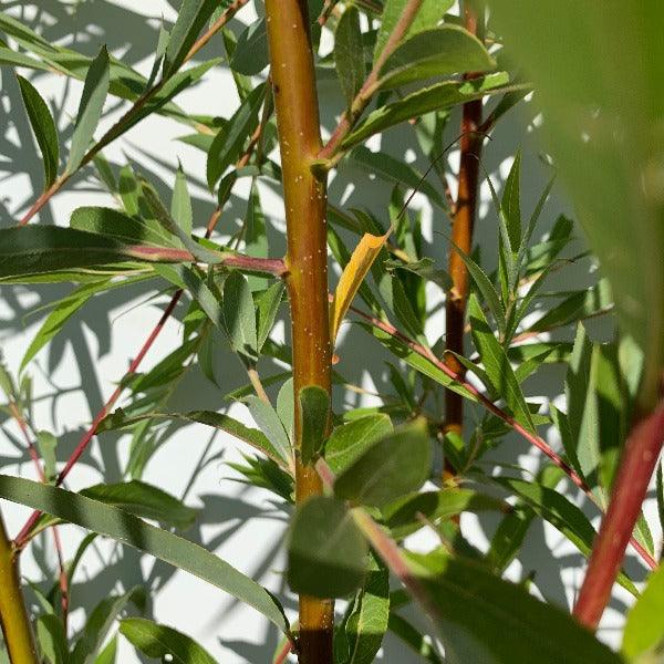 Weeping Willow Cutting