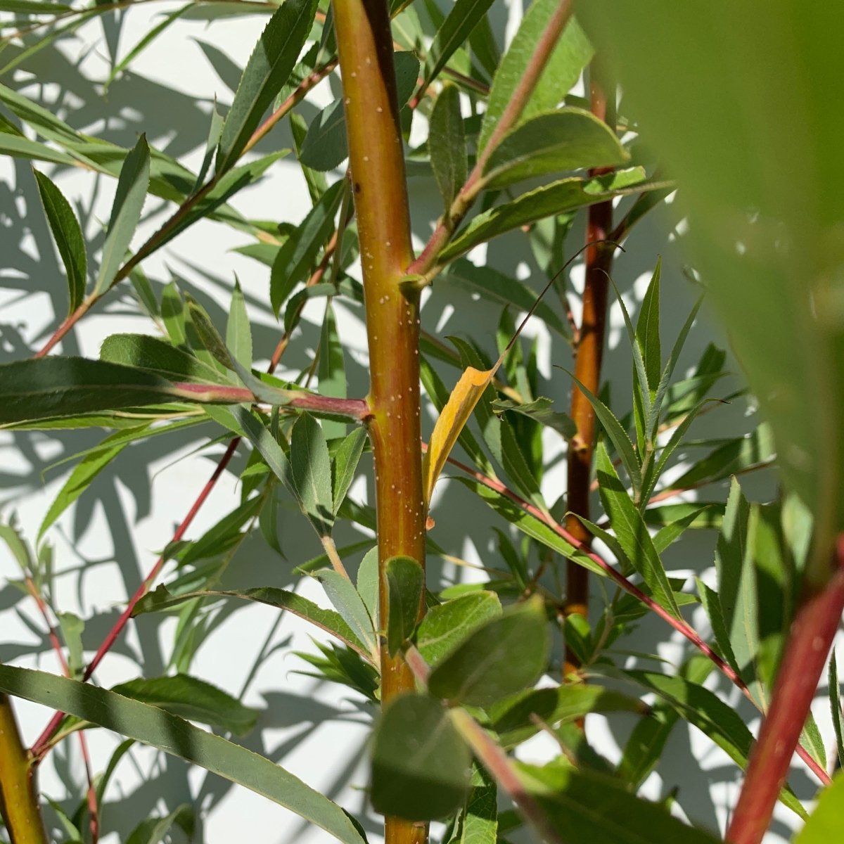 Weeping Willow Cutting - Dingdong's Garden
