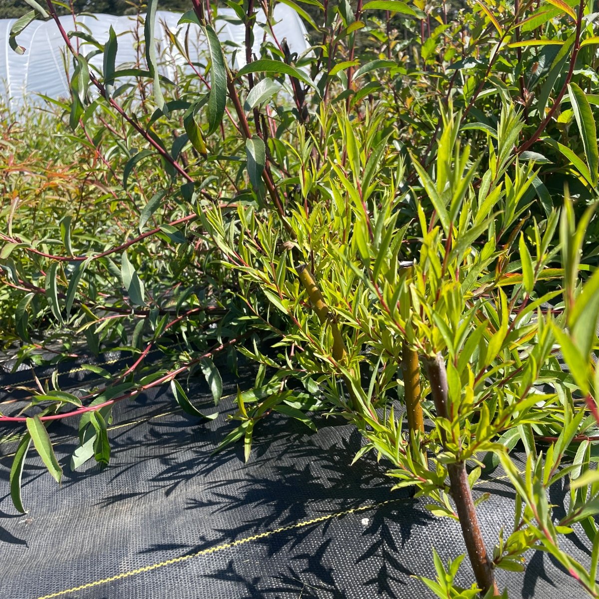 Weeping Willow Cutting - Dingdong's Garden