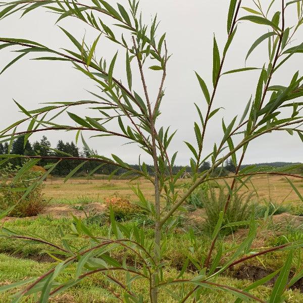 Weeping Willow Cutting - Dingdong's Garden