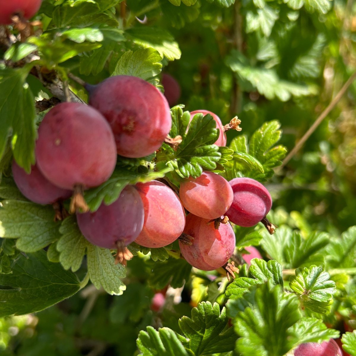 Welcome Gooseberry Cutting - Dingdong's Garden