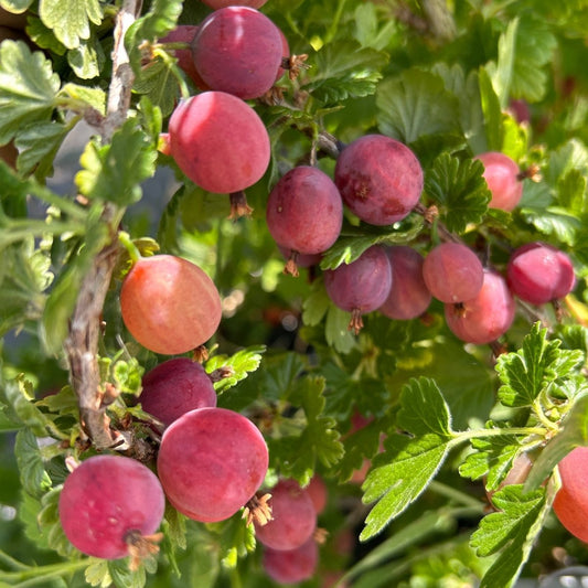 Welcome Gooseberry Cutting - Dingdong's Garden