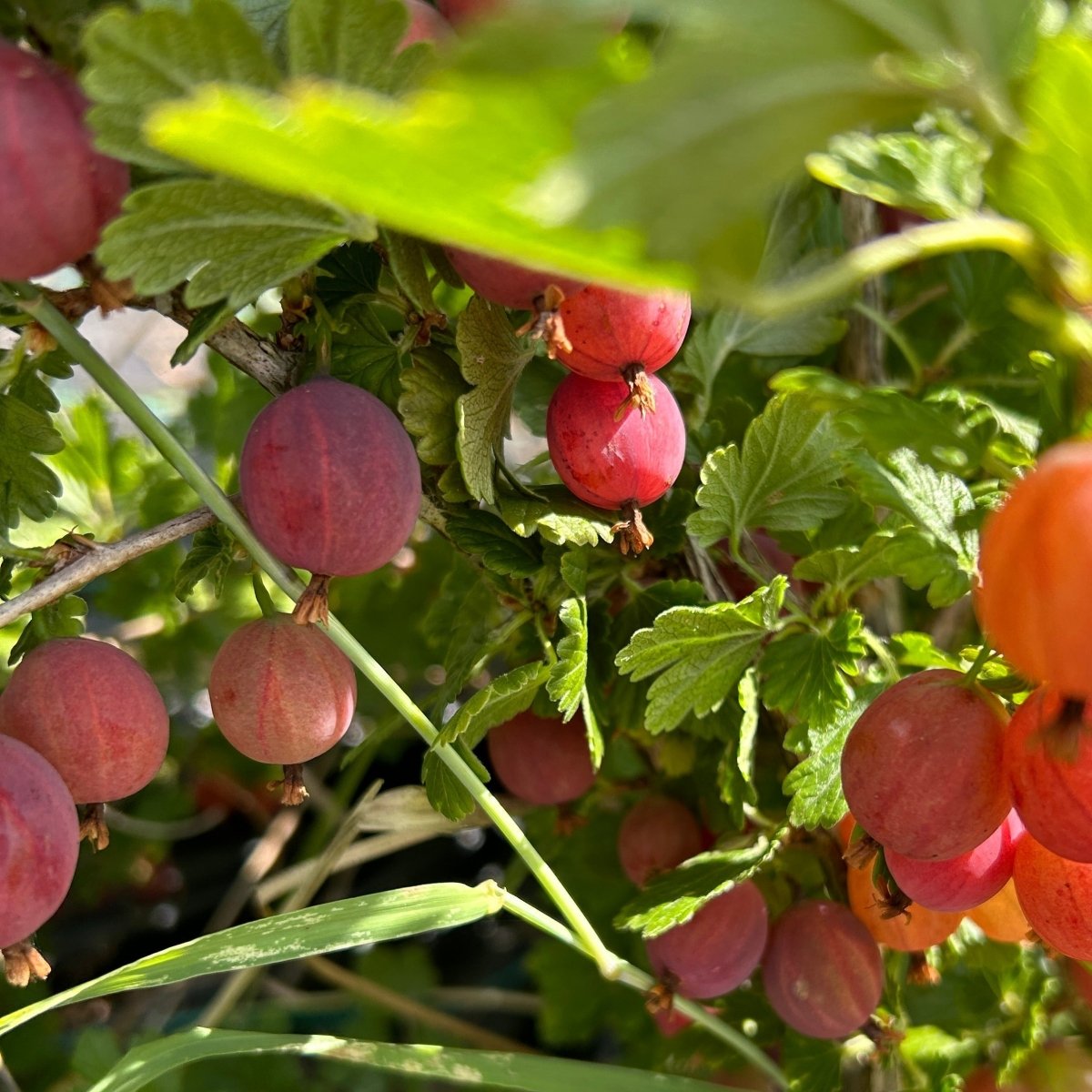 Welcome Gooseberry Cutting - Dingdong's Garden