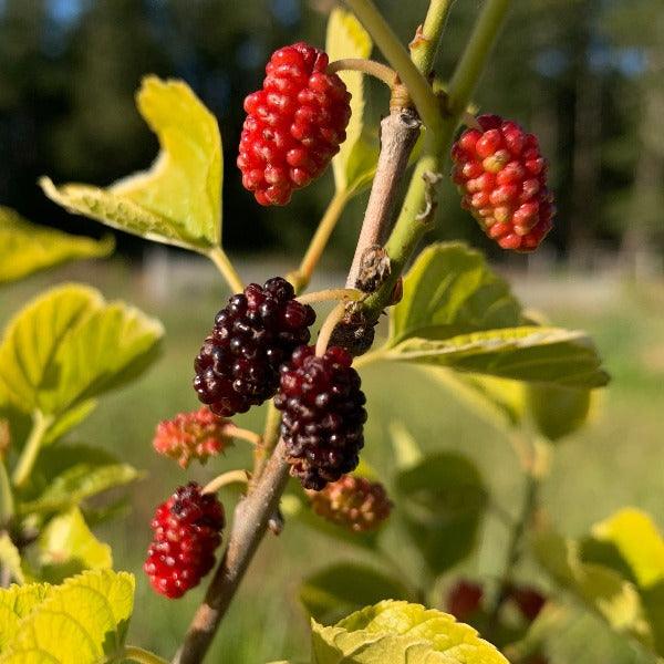 Wellington Mulberry Cutting - Dingdong's Garden