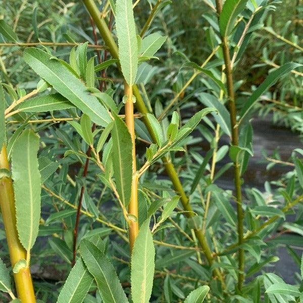 Whissender Willow Cutting - Dingdong's Garden