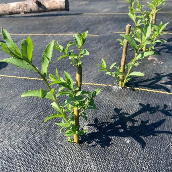 Whissender Willow Cutting - Dingdong's Garden