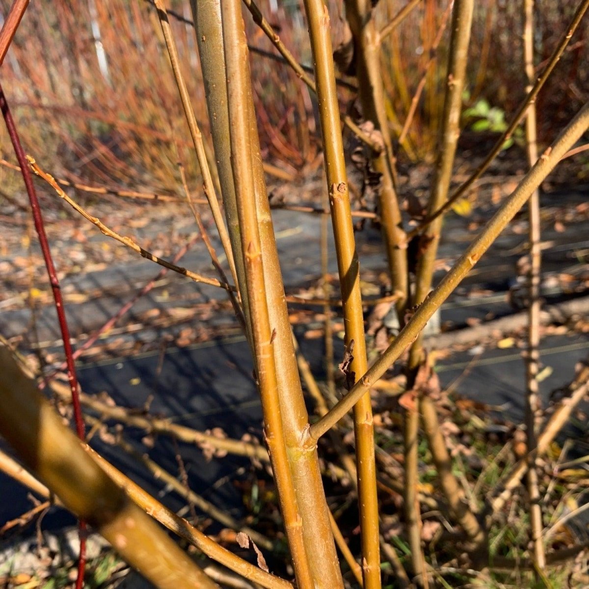 Whissender Willow Cutting - Dingdong's Garden